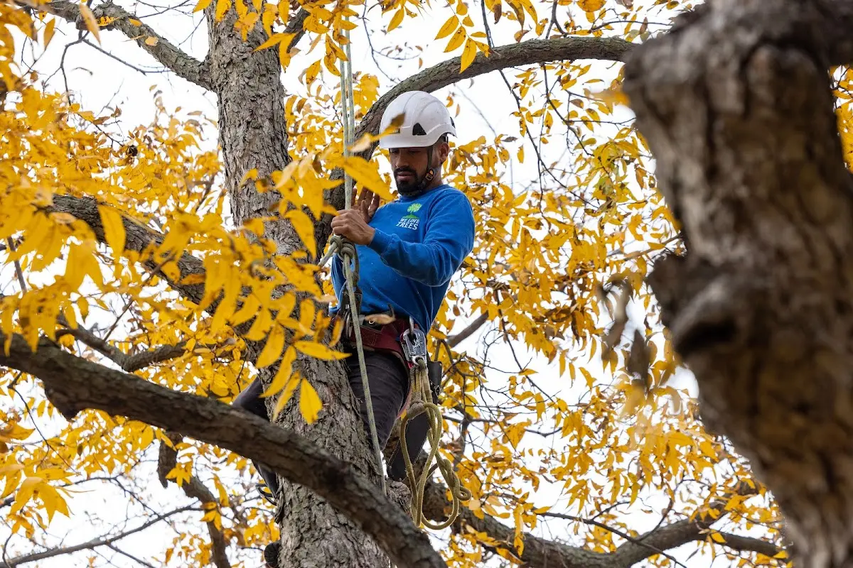 Skilled Storm Damage Cleanup crew working in Hampton